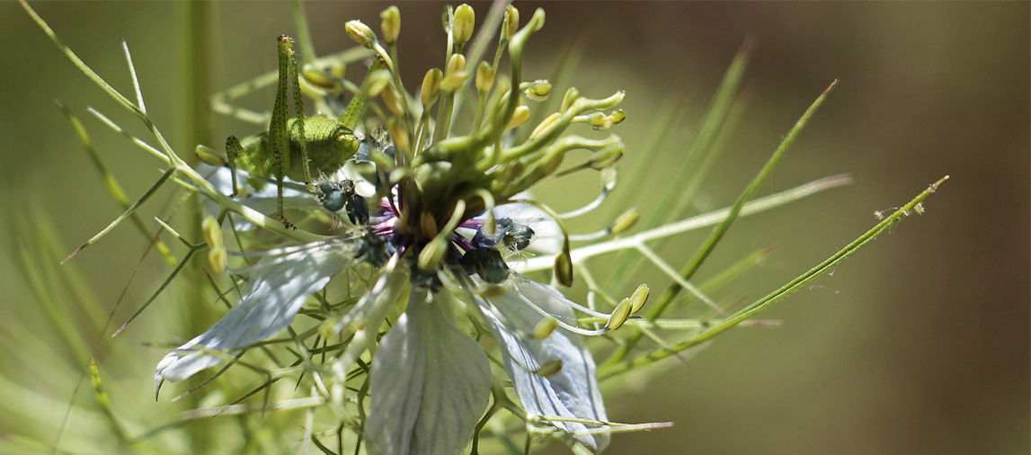Manuelle Medizin Chirotherapie